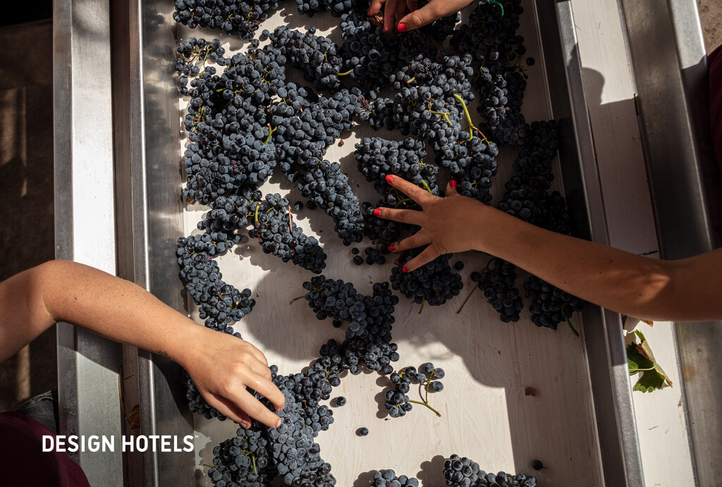Wine Harvest Immersion — 2 Tickets (Pkg 1)